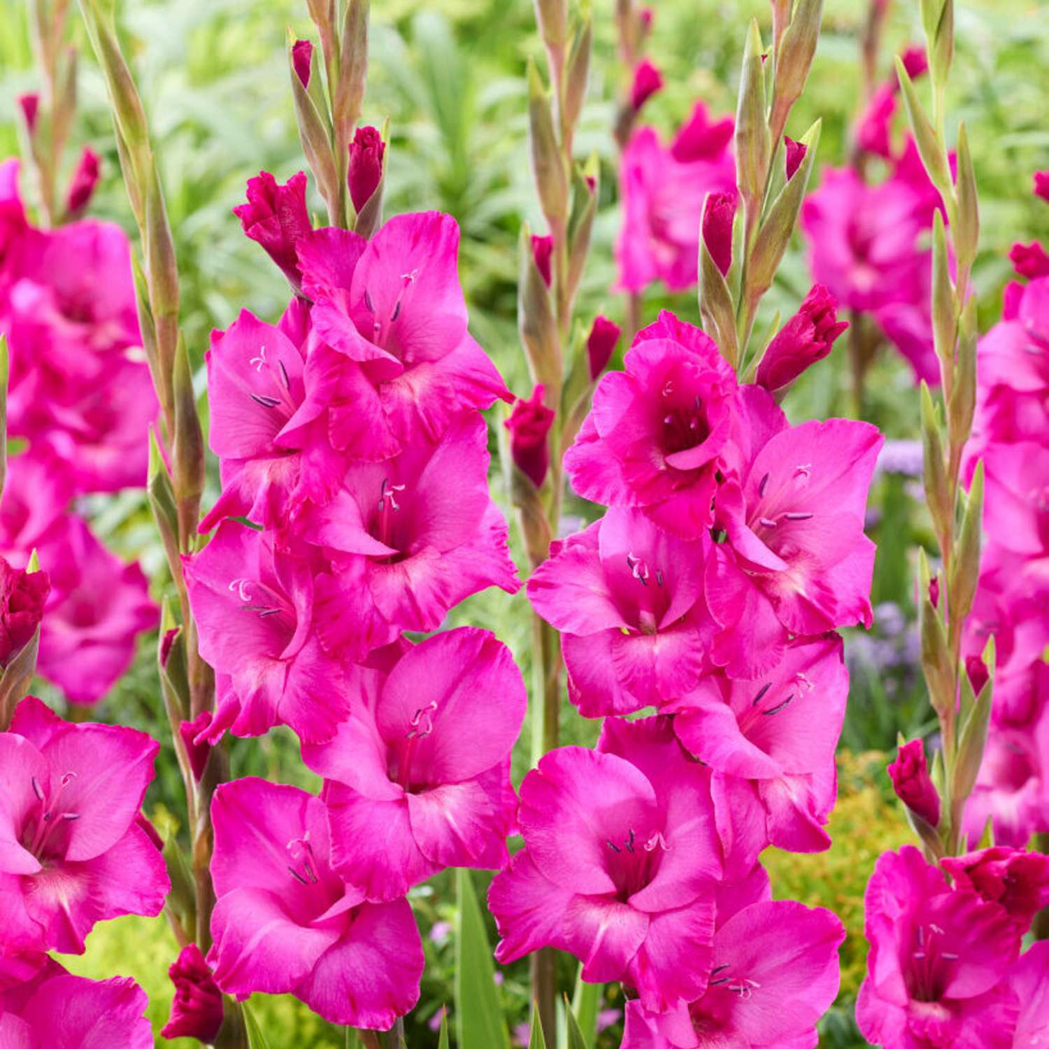 Gladiolus 'Aurora'